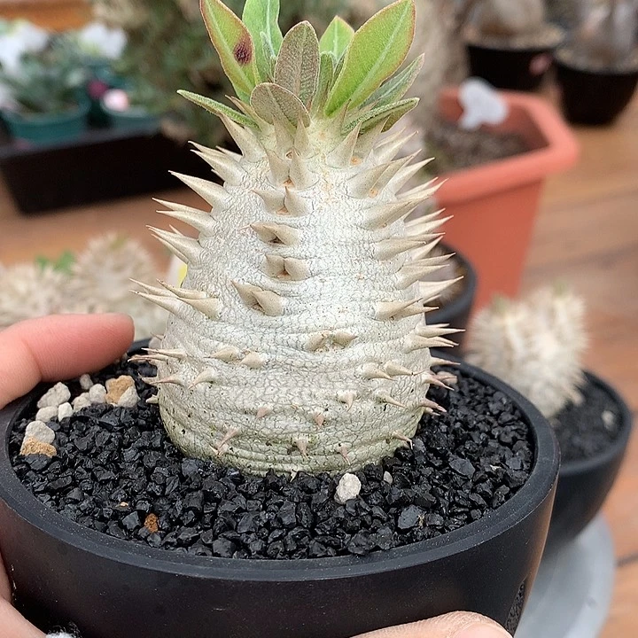 241惠比大黑6.5公分双排刺6666666666