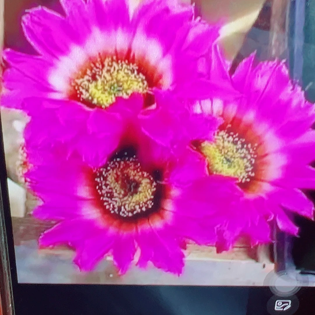 泰迪熊 側芽 滿20包郵