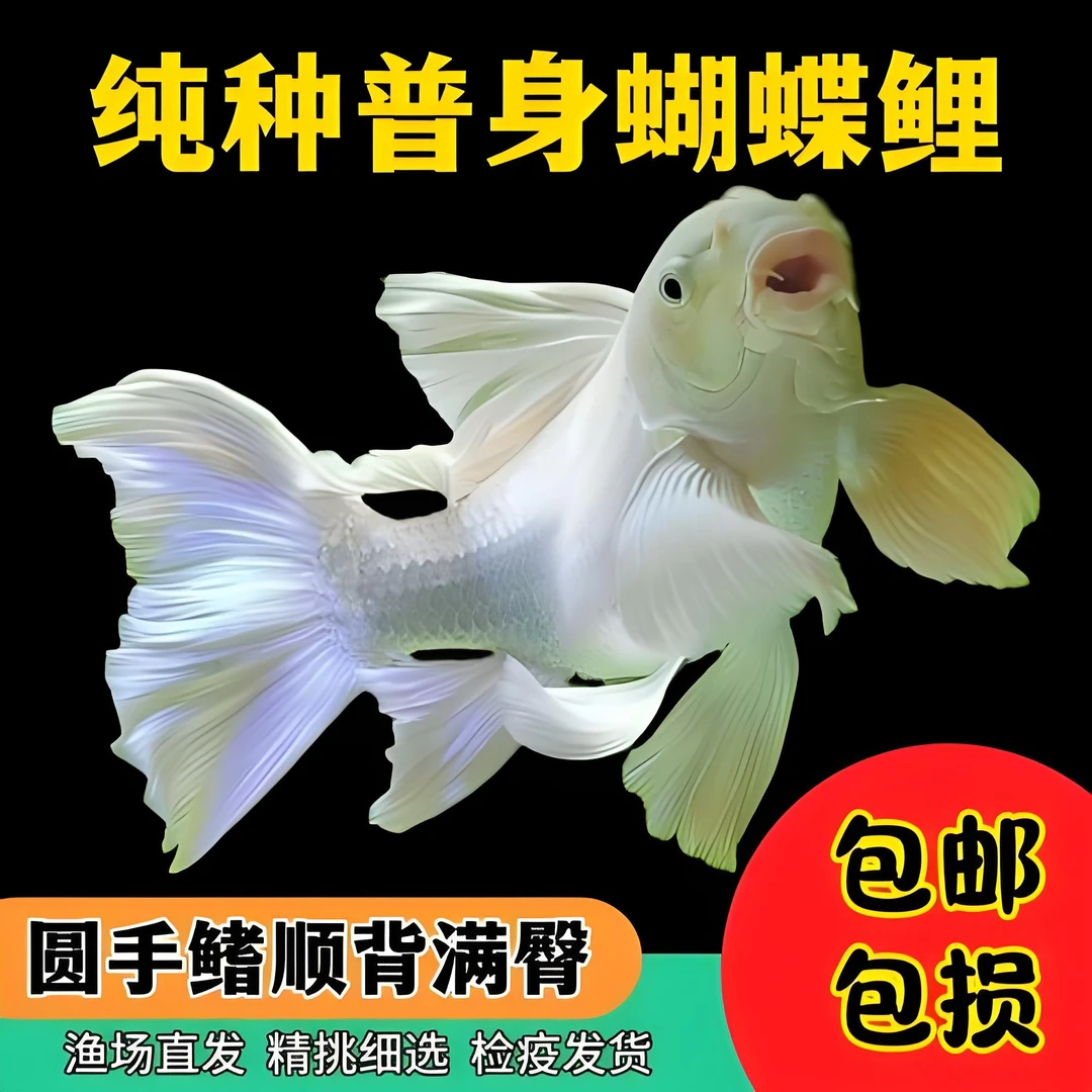 精品蝴蝶鲤大短30-32