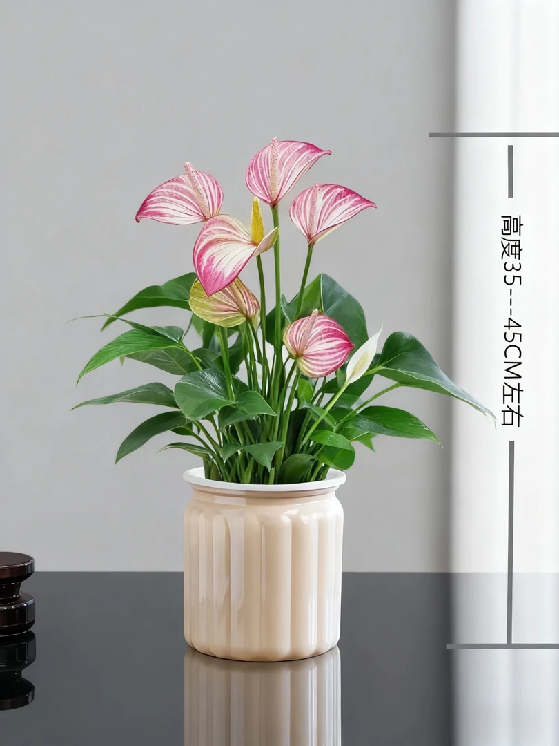 【彩掌】3-5花利维姆吸水盆栽带花室内美观好养四季开花