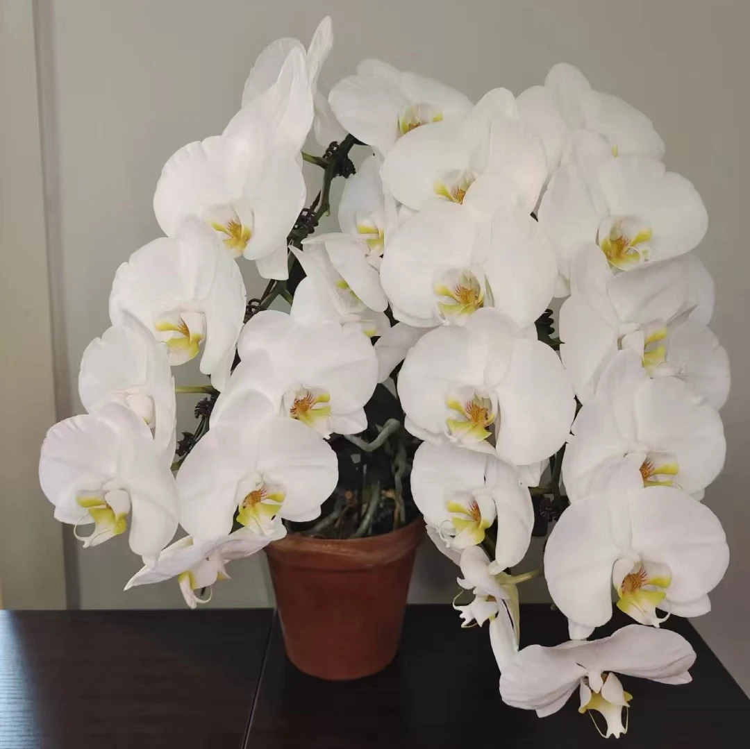 和成花卉【诺丁汉】开花株全花发货