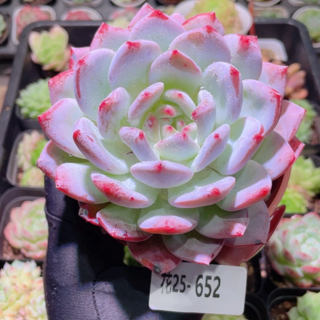 花利美25-652橙梦露