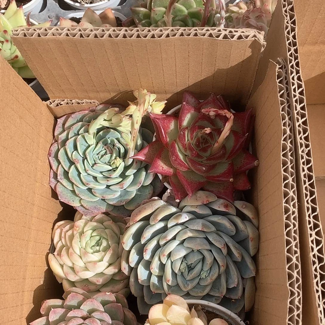 高颜值6个满盆 9.9包邮6071