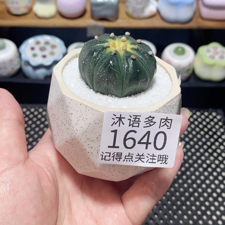 带盆土植物 一物一拍 1640