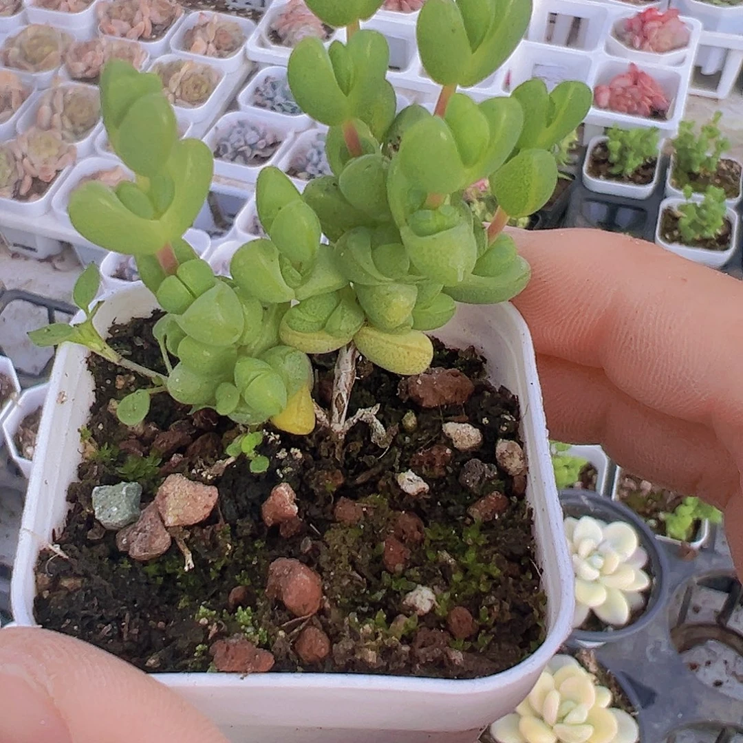 元宝枝干19包邮多肉植物