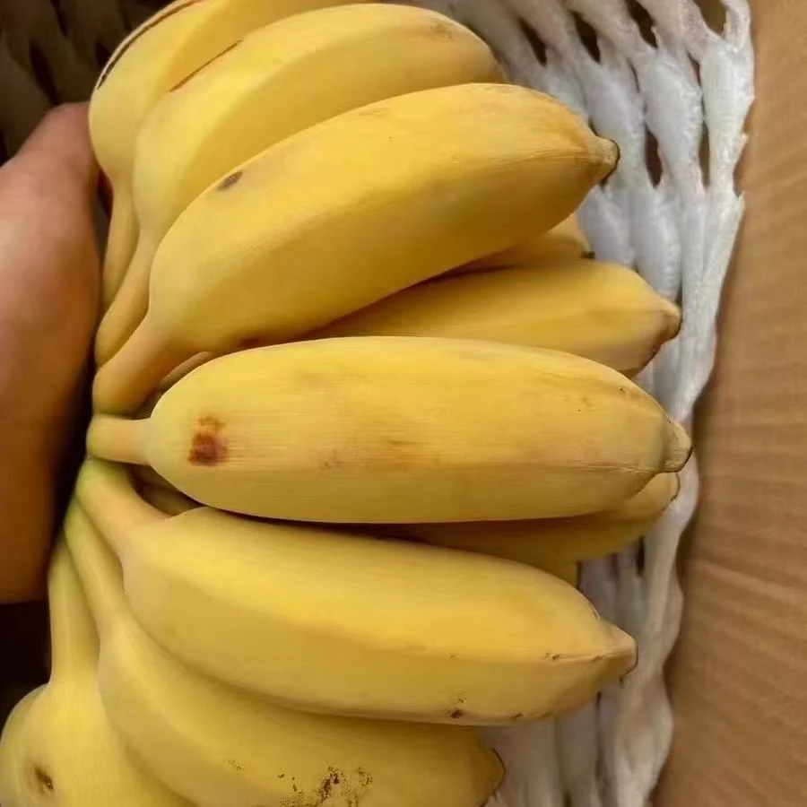 云南正宗小米焦苹果蕉西贡蕉粉蕉新鲜应季香甜软糯水果