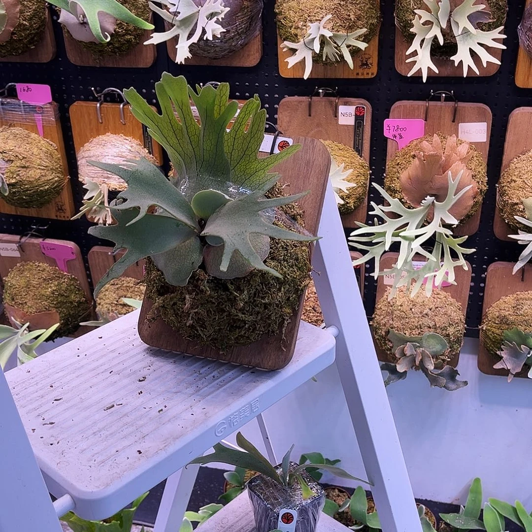 nook soho鹿角蕨。