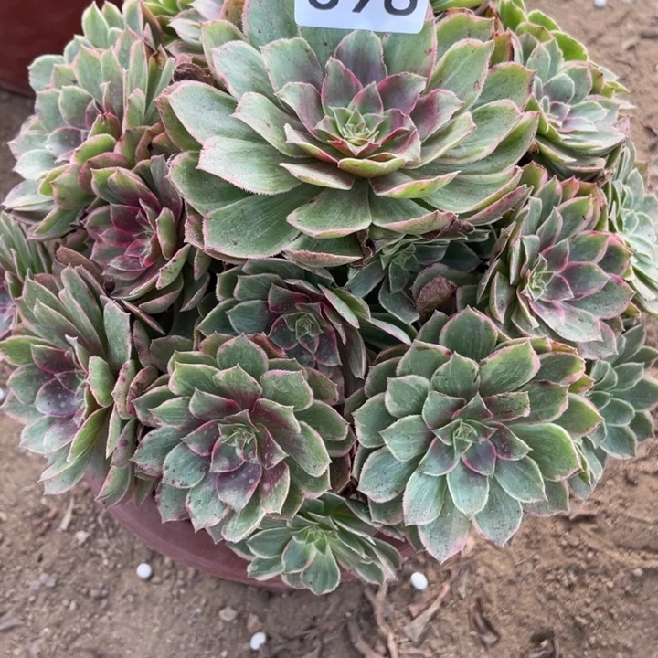 完全开放398对肉植物莲花座