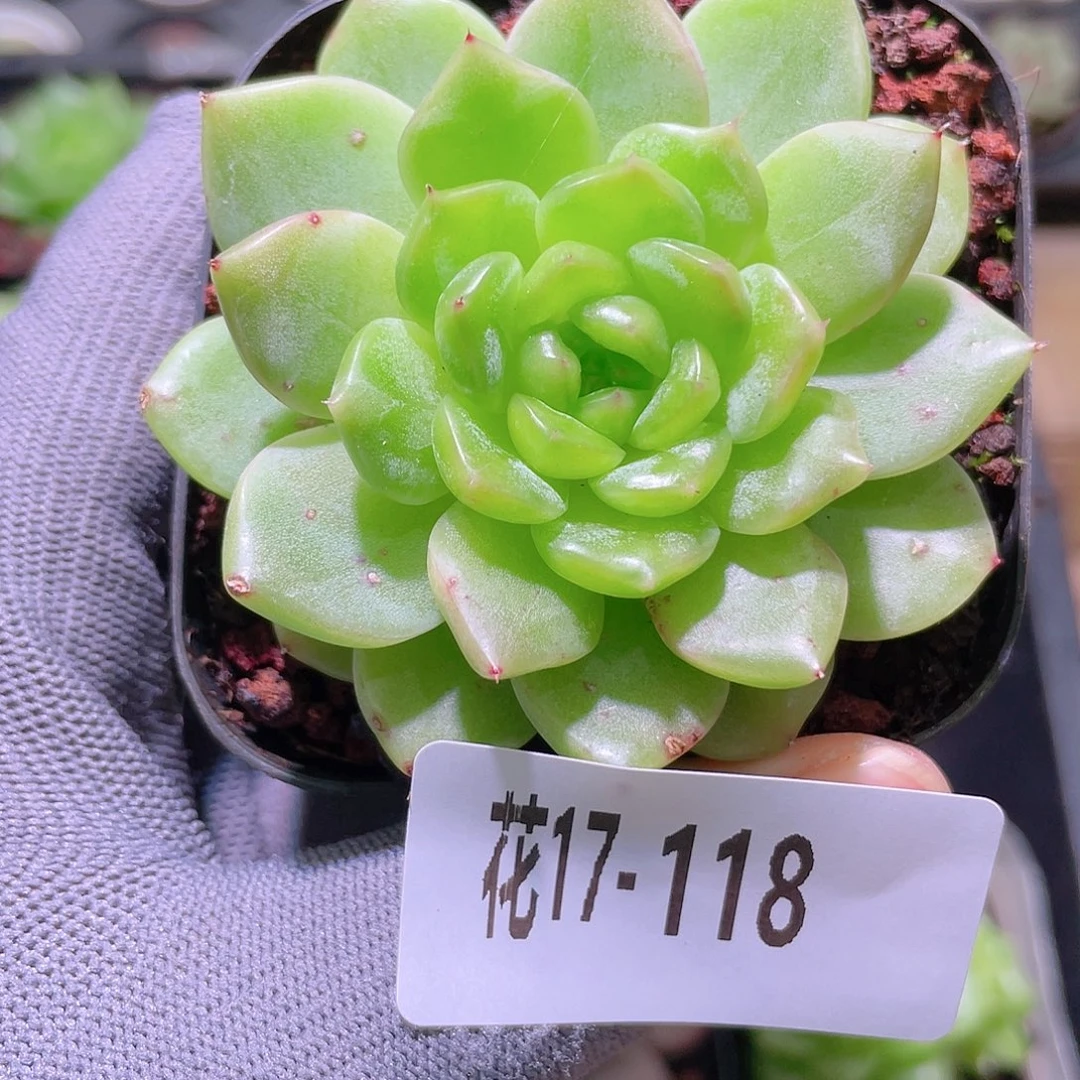 花利美17-118新品珍妮