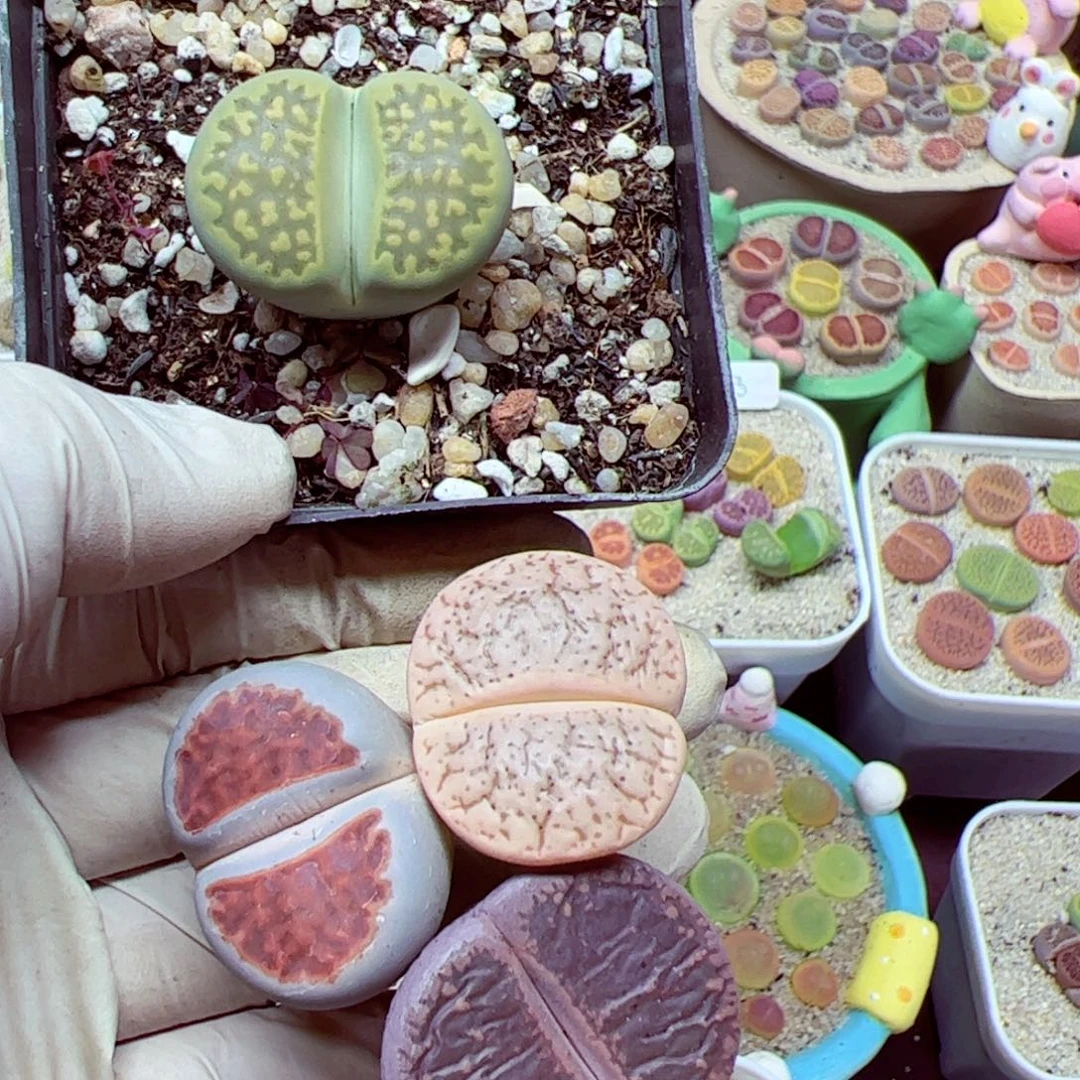 这***比115 150优秀的肉肉