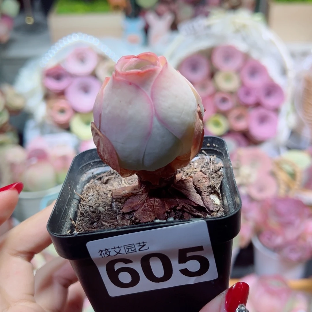 605粉包子单棵。