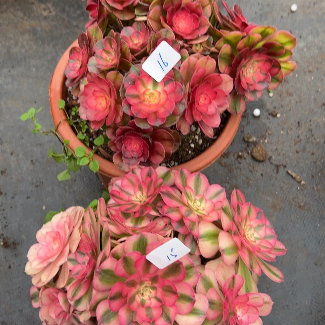 1516倾城荔枝多肉duoroux