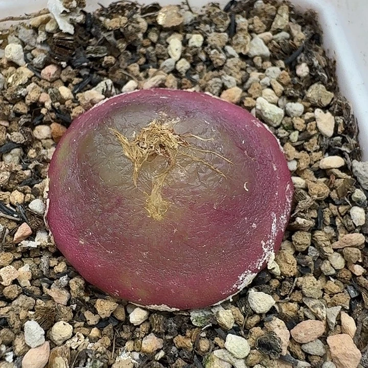 老马生石花3.1灯泡2568