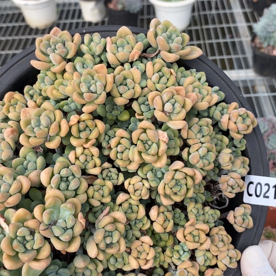 2105奶酪蛋糕一物一拍