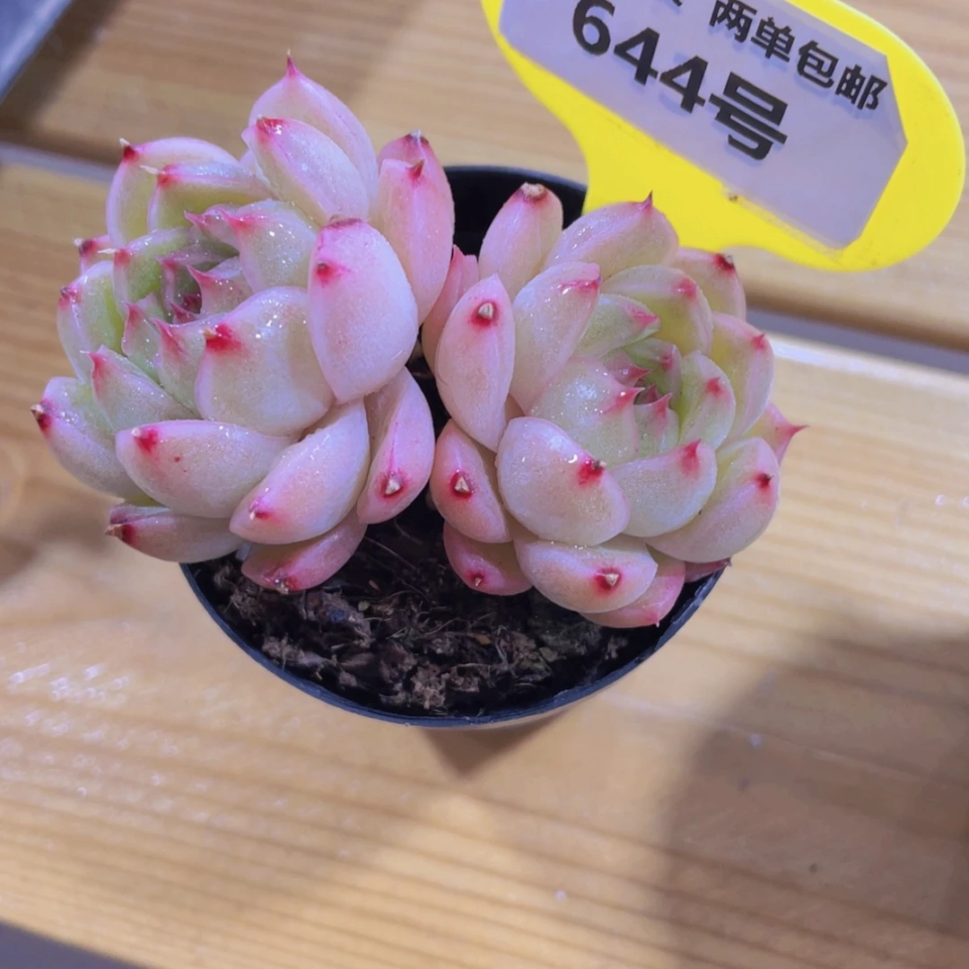 644号 糖心冰透麦秆