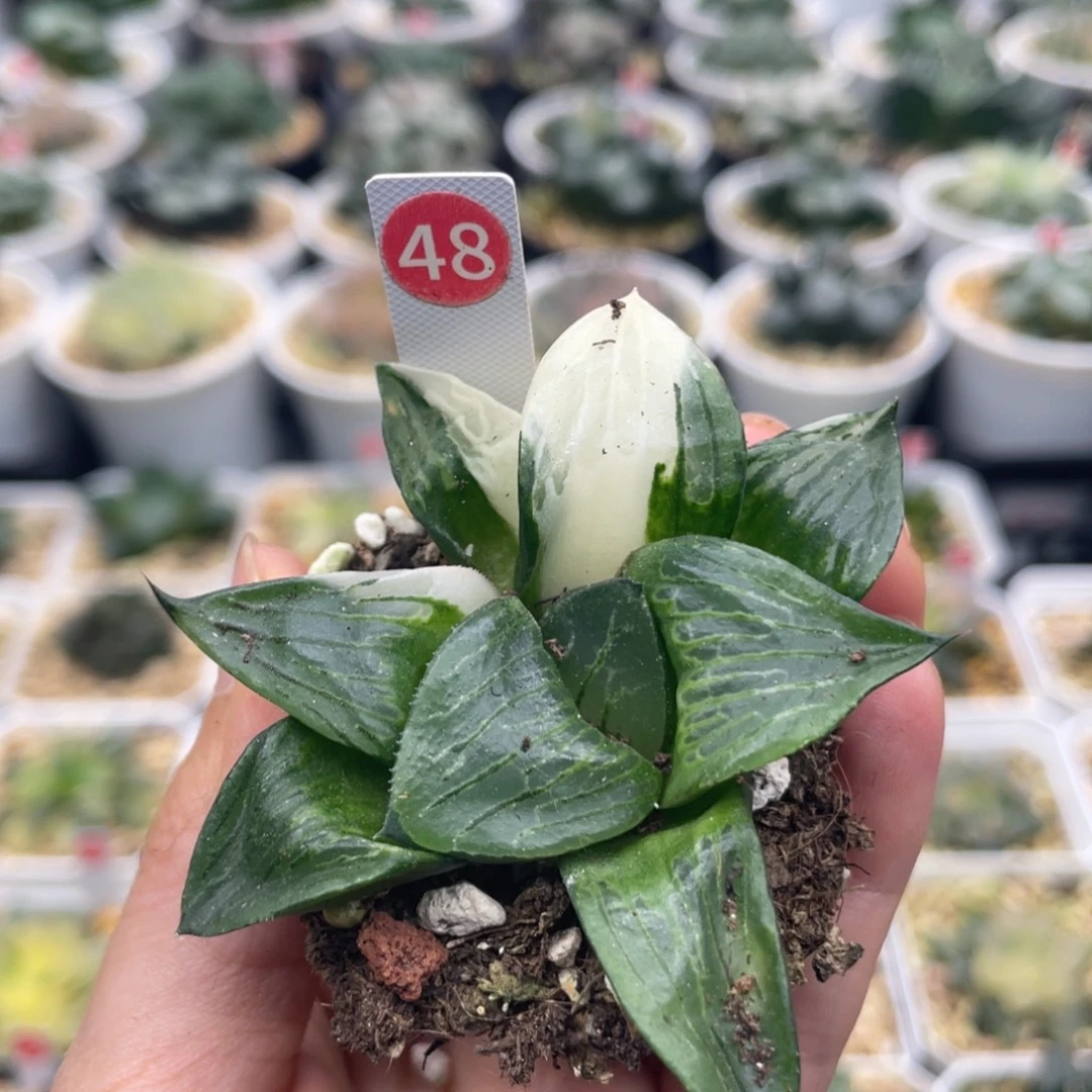 小蔡的菜园 48 穴盘脱土发货 满40包邮