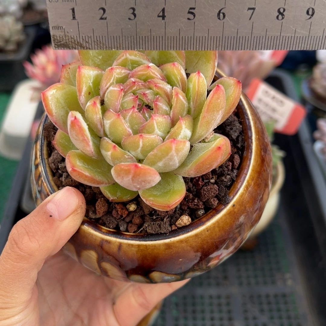 表妹精品多肉植物100.