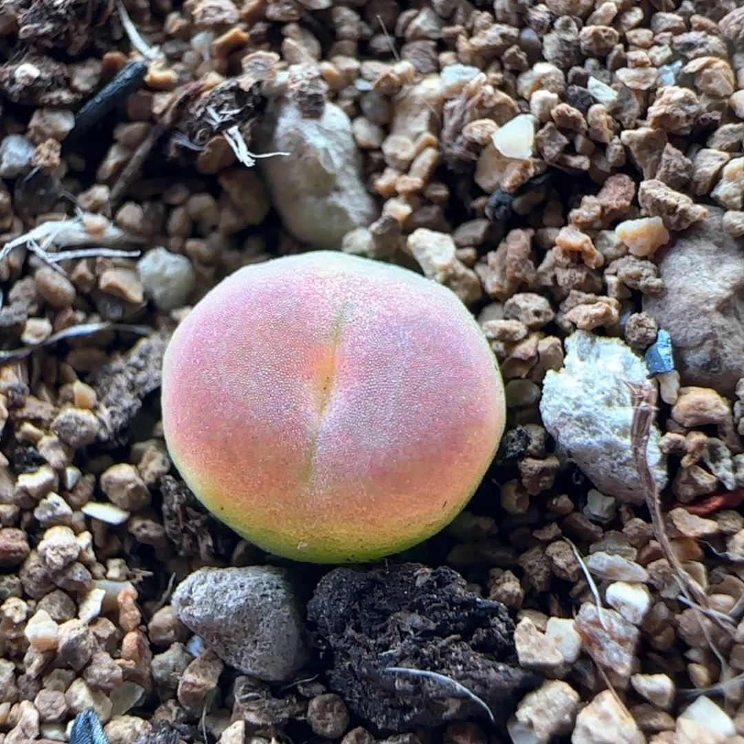 0542/尺寸0.8/三年半登登/
