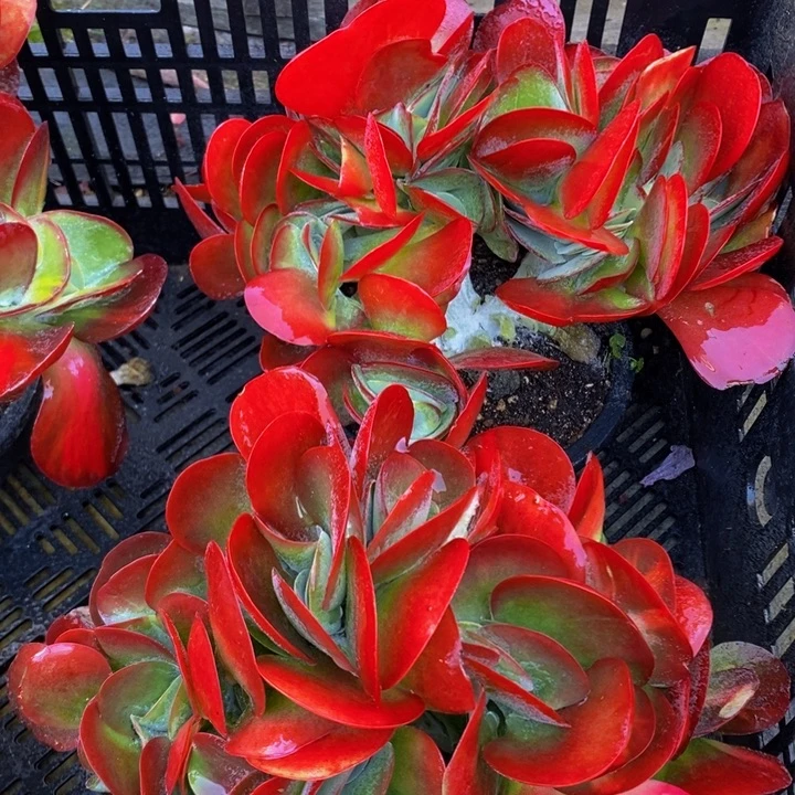 唐印缀化 唐印锦缀化