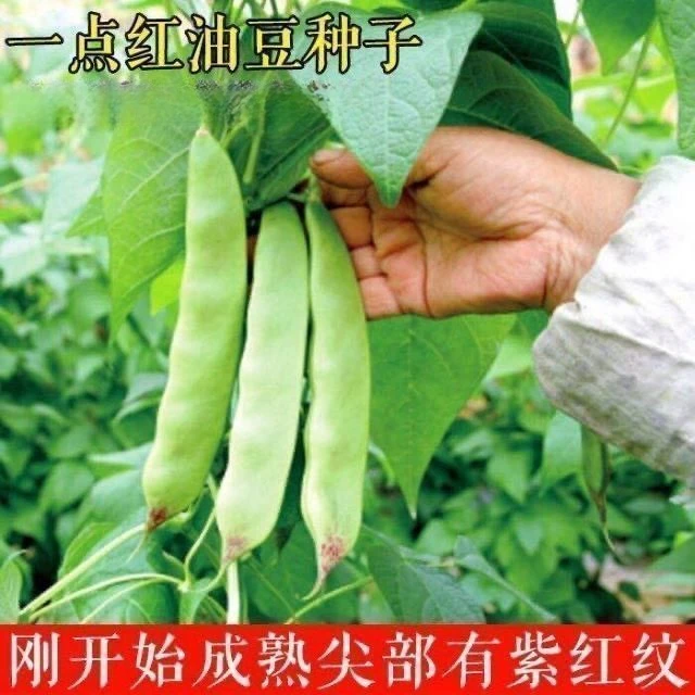 一点红油豆种子将军王宽芸豆种籽不鼓豆抗寒东北豆角春季
