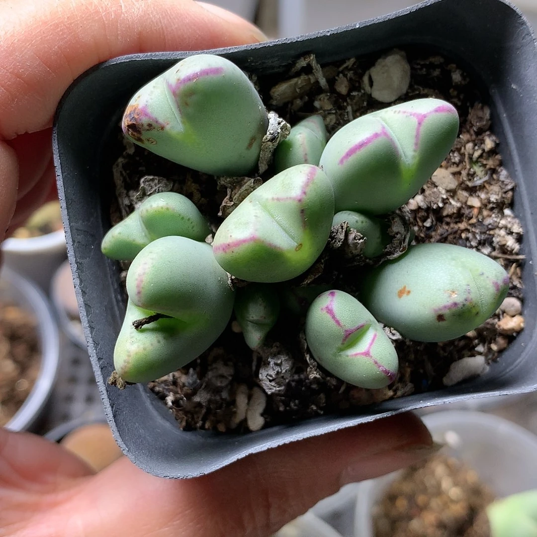 D318多肉植物保护