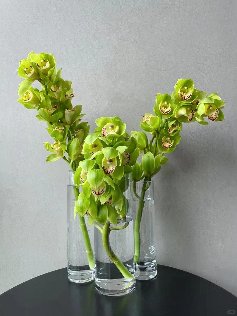 （蔓蔓）绿宝石大花蕙兰1支  20%防损 1单包邮