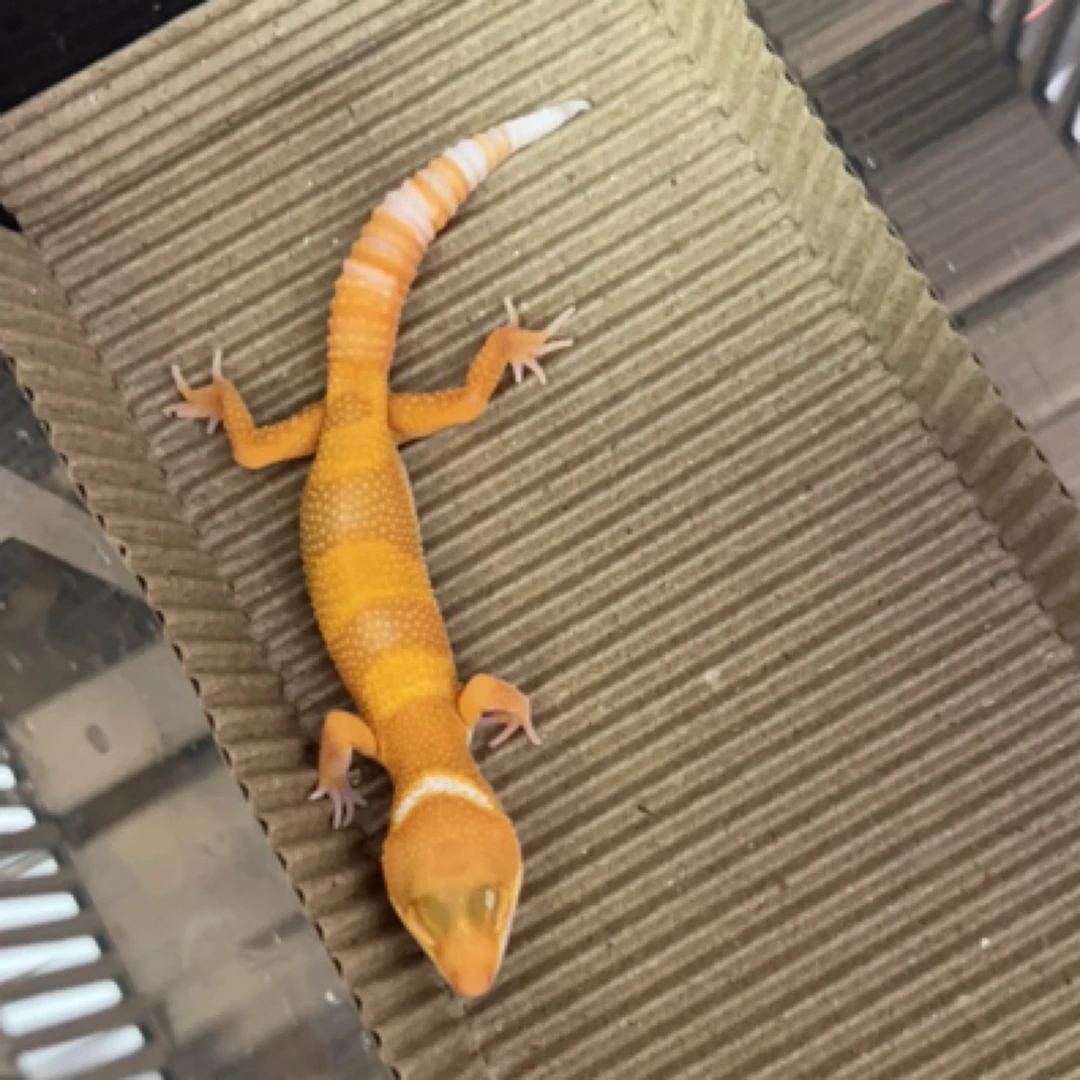 精品豹纹守宫小苗。