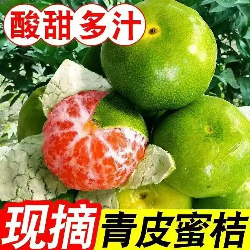 宜昌蜜桔青皮橘子无籽新鲜桔子水果孕妇水果柑橘蜜橘当季水果批发