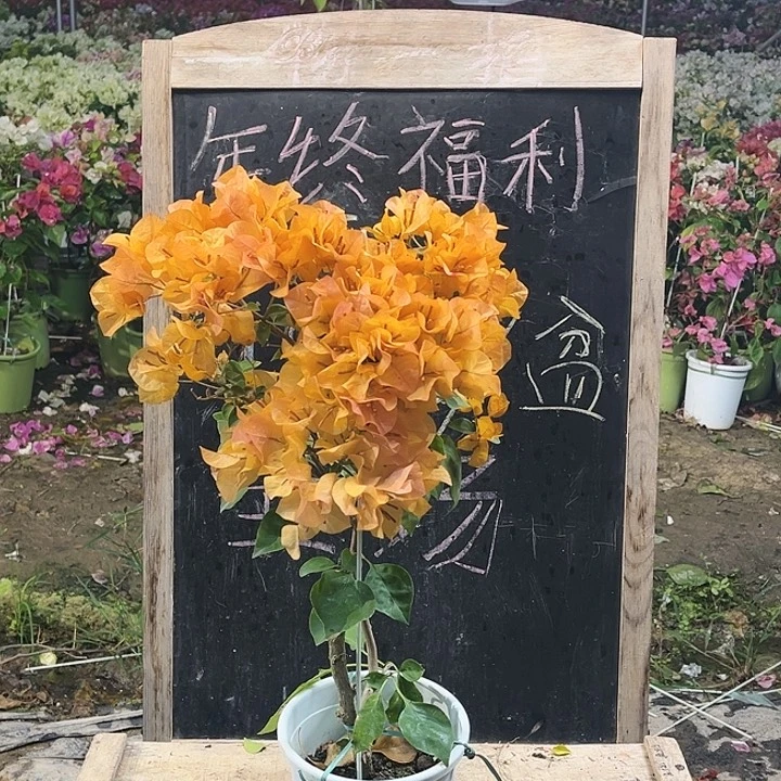 完全开放三角梅金色光辉