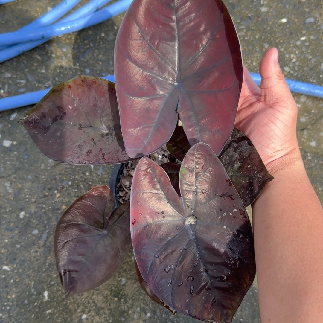 17-1003泰国发货黑不溜秋