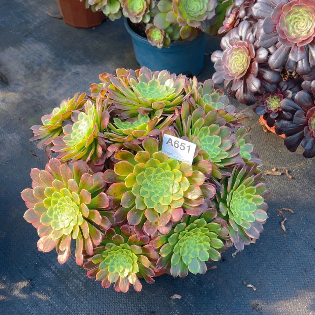非***?651朝霞法师，多肉植物