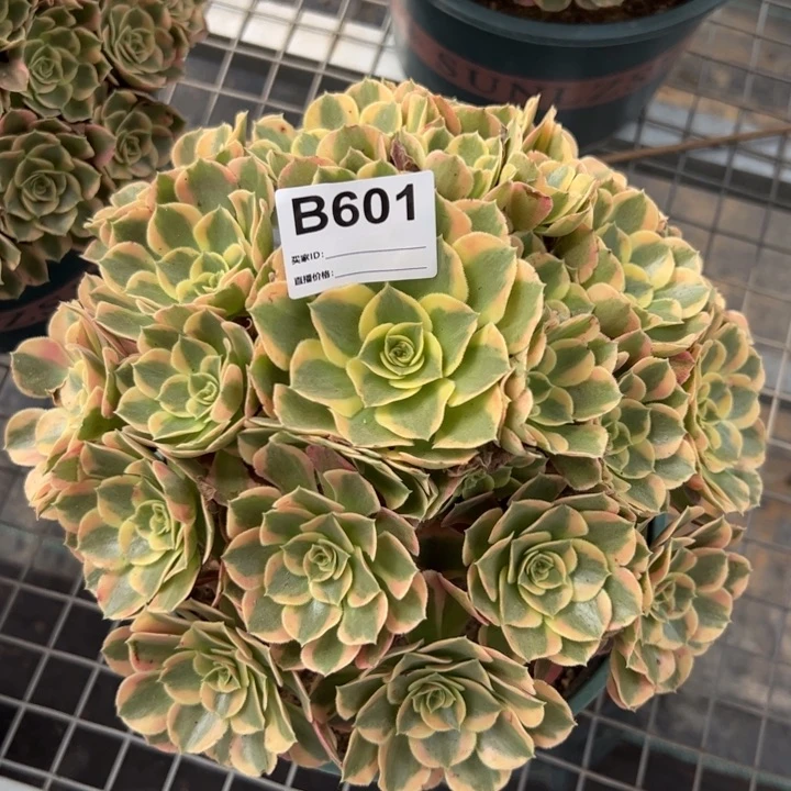 601妖月23厘米左右