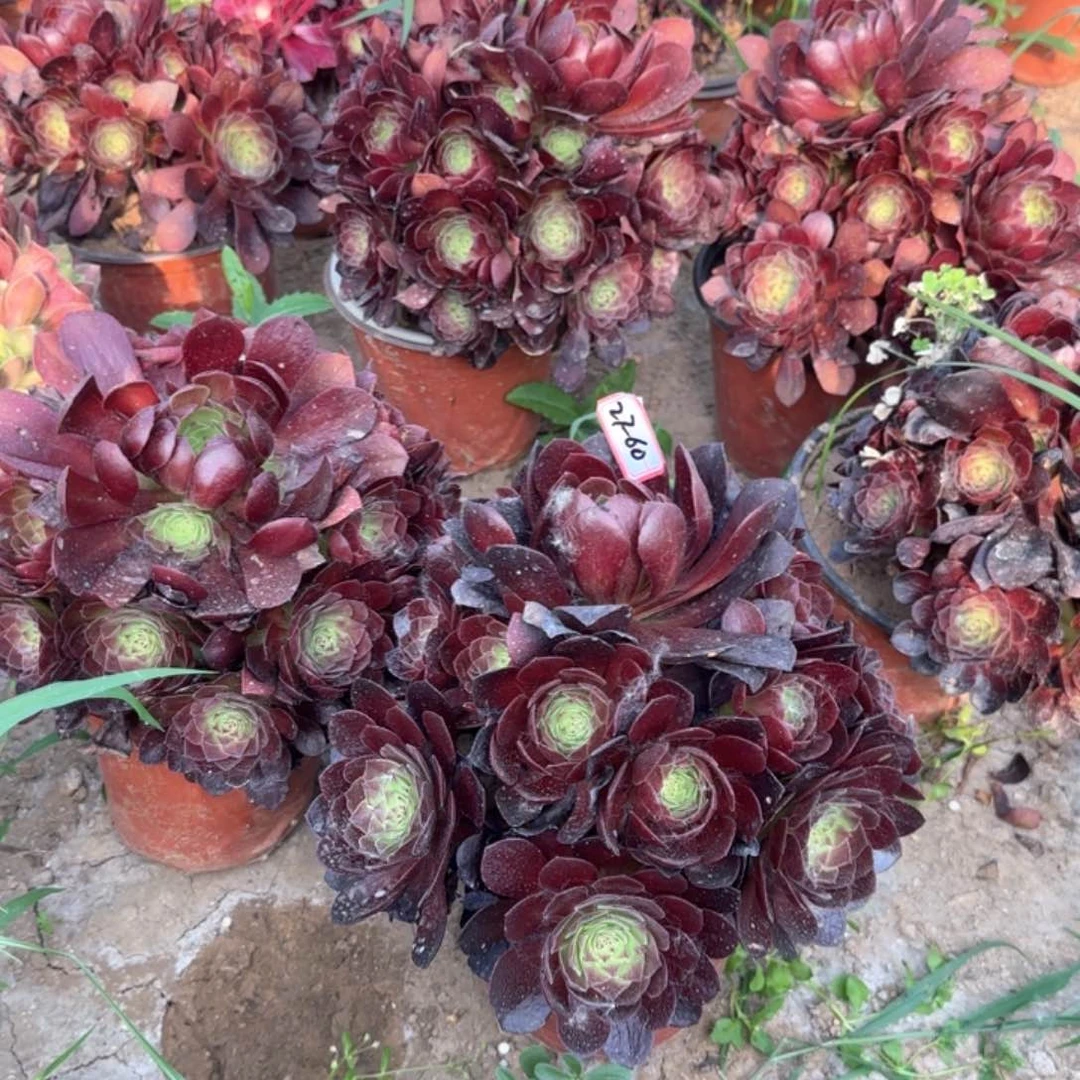 27-60赤焰莲2颗一组瑕疵处理不包周正不包售后多肉