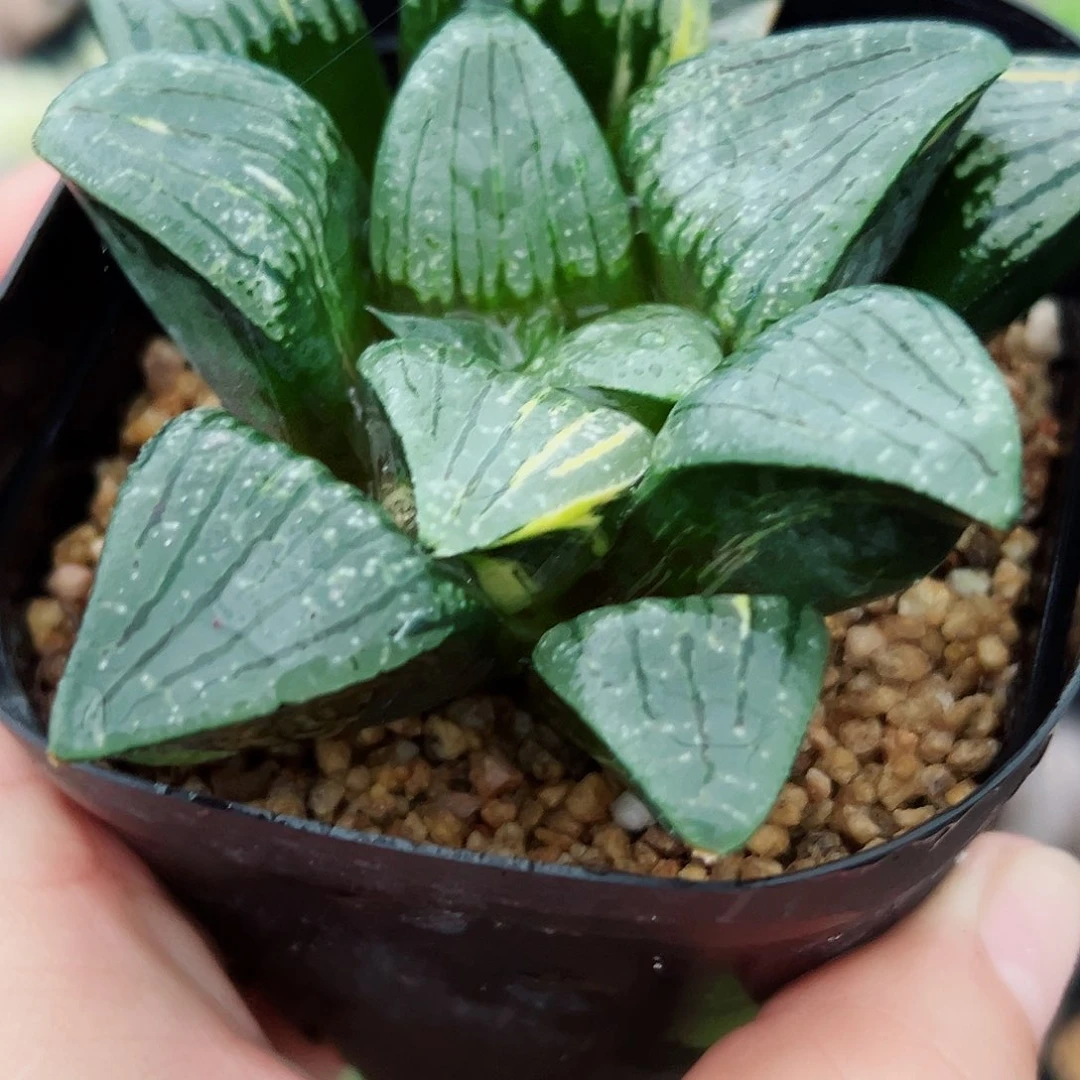 十二卷多肉实生克锦