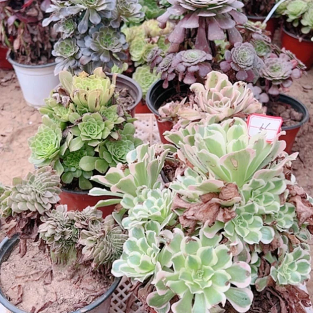 【闪购商品】无花朵凤**奇56号套餐6颗多肉植物