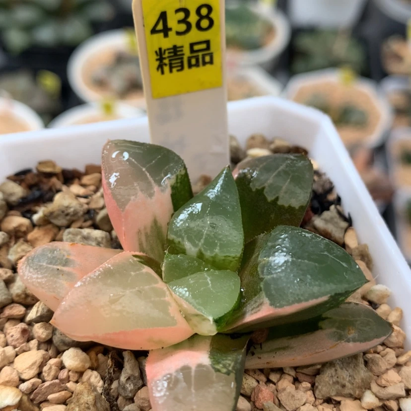 【闪购商品】438木叶克