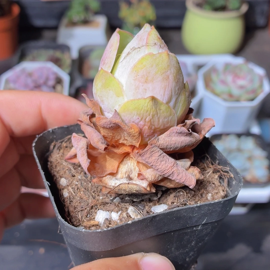 山地玫瑰多肉9.9包邮发货