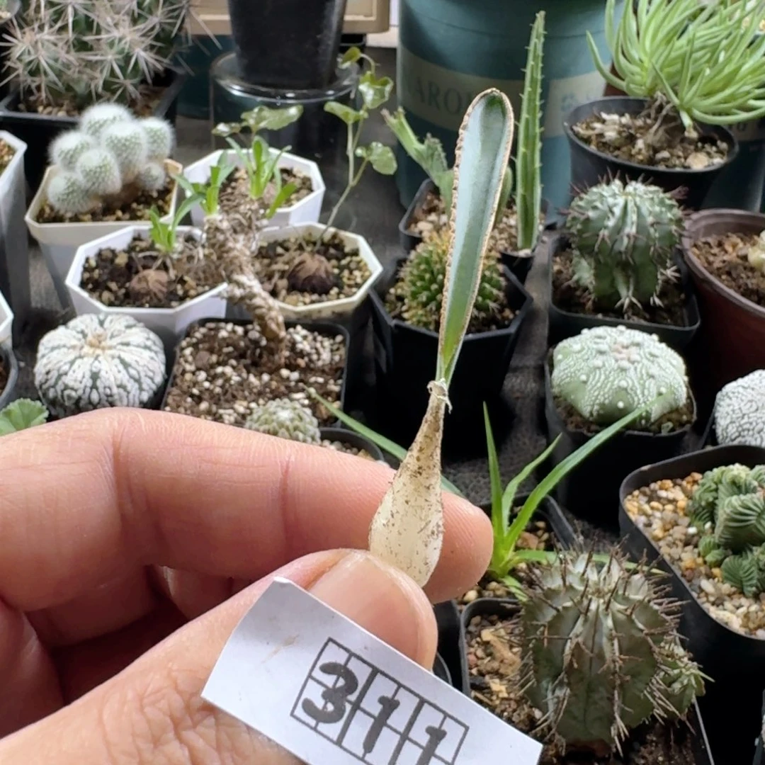 311蛞蝓弹簧草脱土发货