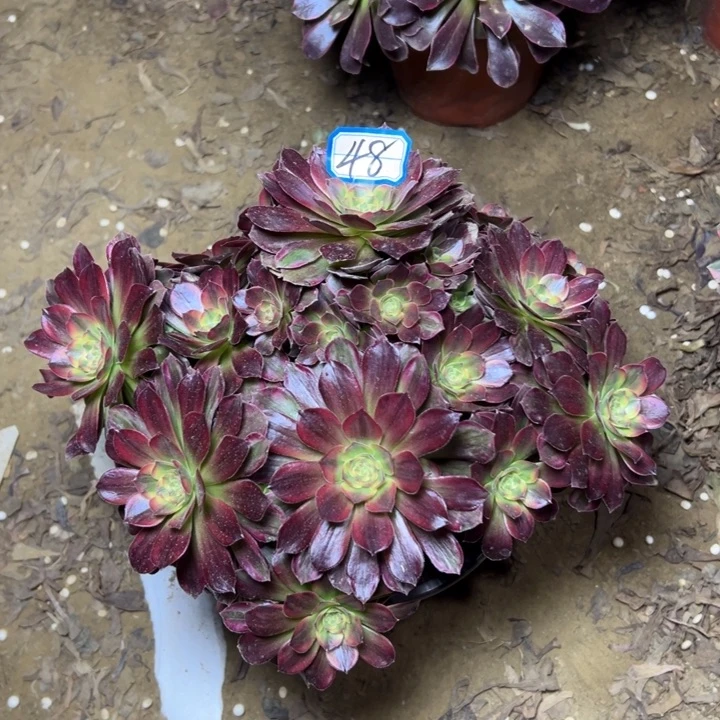 多肉植物安娜法师48