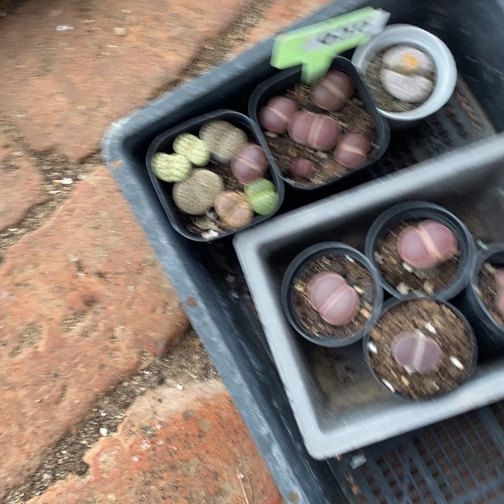 初***琪生石花等植物的生长656