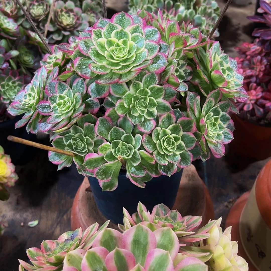 老庄无名氏法师98.8