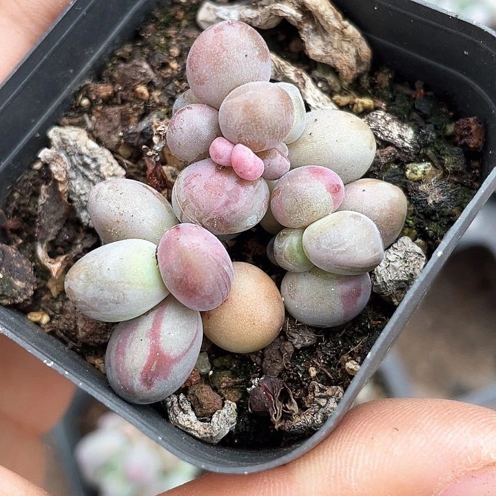 一物一拍不包整糖果拉丝