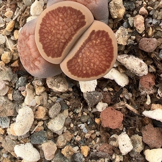 那**开0567.生石花1111111111红窗菊