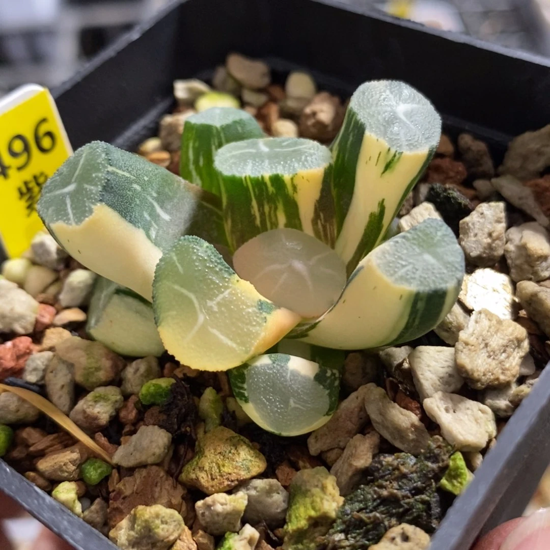 496玉龙万象锦一物一拍