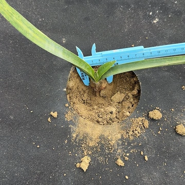 雅致朱顶红一棵2.5