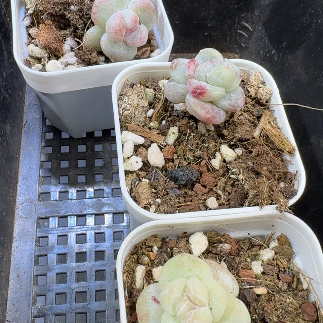 曦*34 到手一框江北多肉