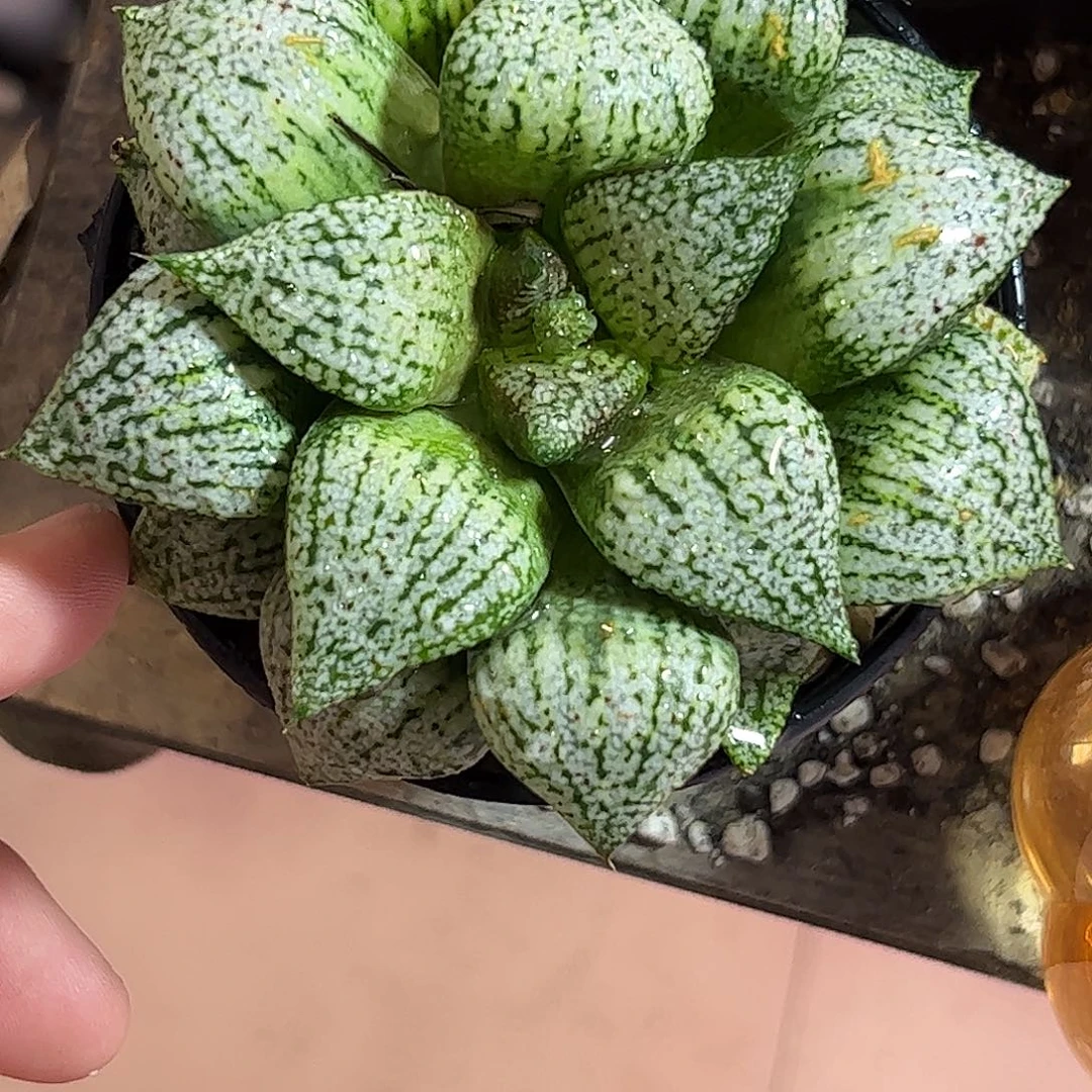 白银母本十二卷十公分