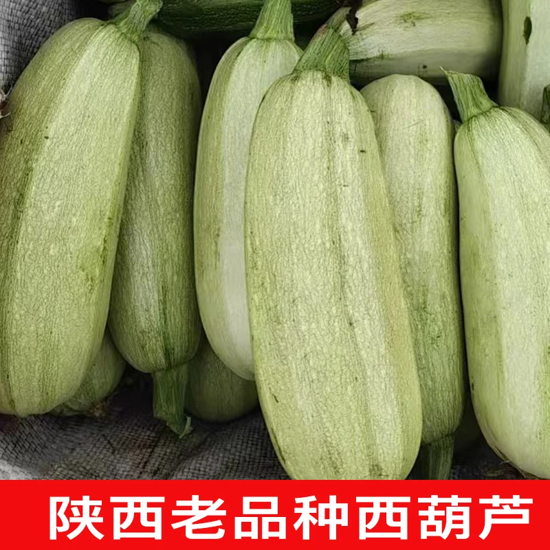 陕西新鲜西葫芦3/5斤新鲜现摘蔬菜老品种茭瓜小白瓜鲜嫩[坏赔]