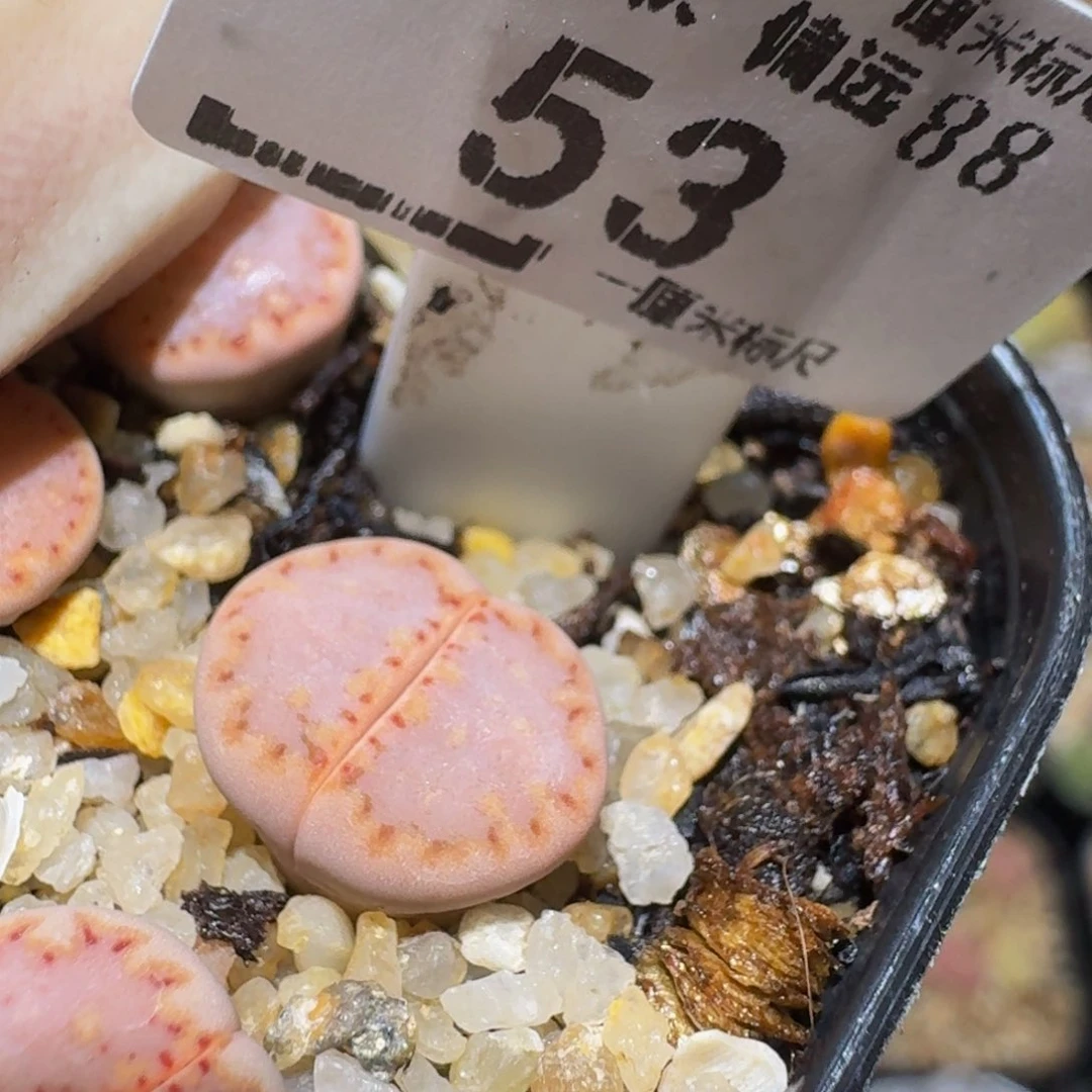 Ssss精品生石花53