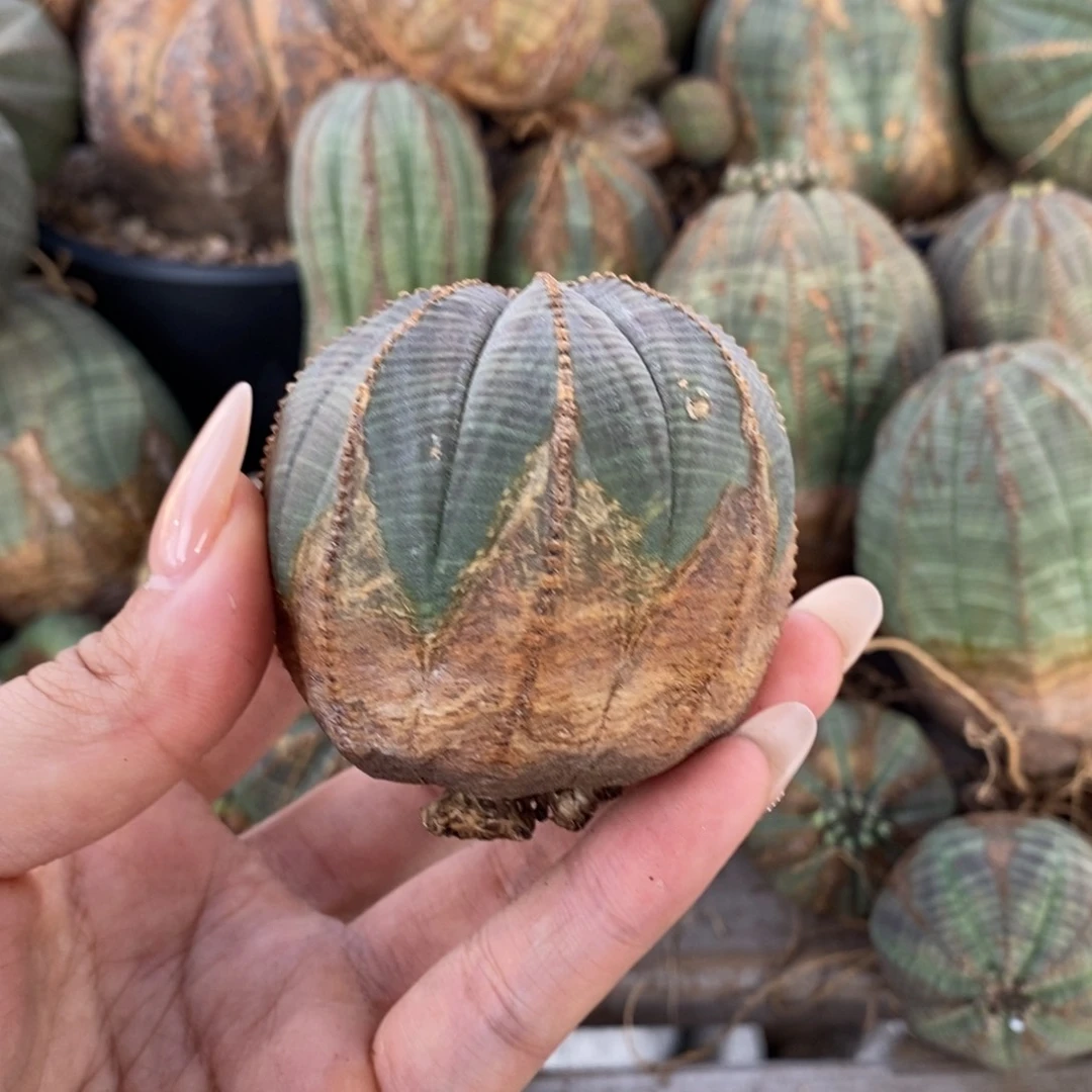 17原产地布纹球一物一拍